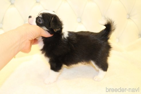 成約済の東京都のチワワ(ロングコート)-256332の3枚目